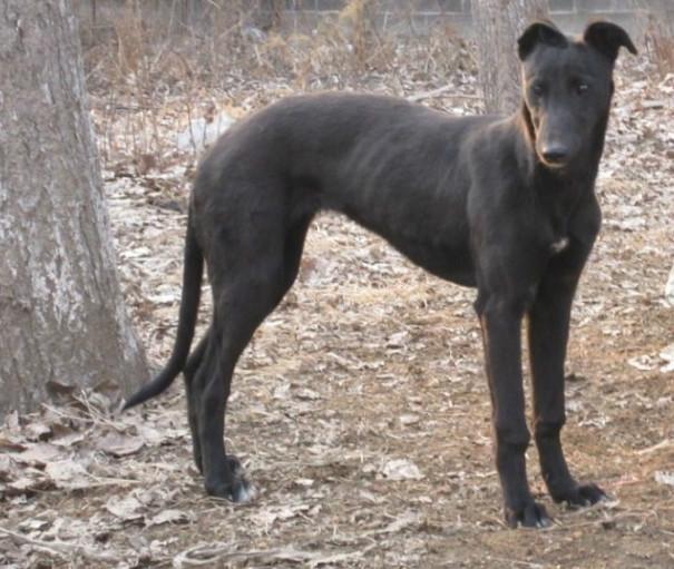 格力犬養(yǎng)殖圖片/格力犬養(yǎng)殖樣板圖 (2)