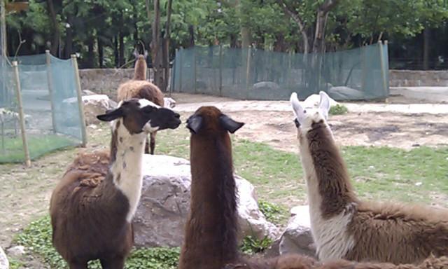 供應(yīng)*圖片*價格，*養(yǎng)殖