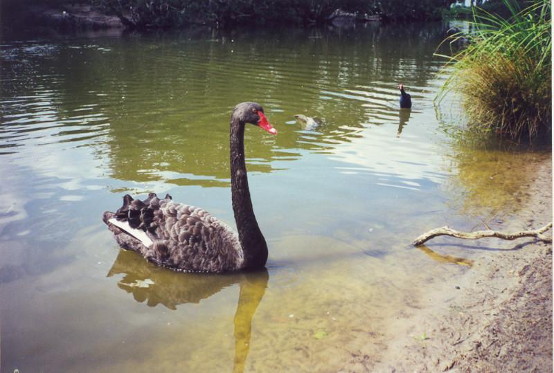 供應(yīng)福建*養(yǎng)殖，*哪里便宜，優(yōu)價(jià)*