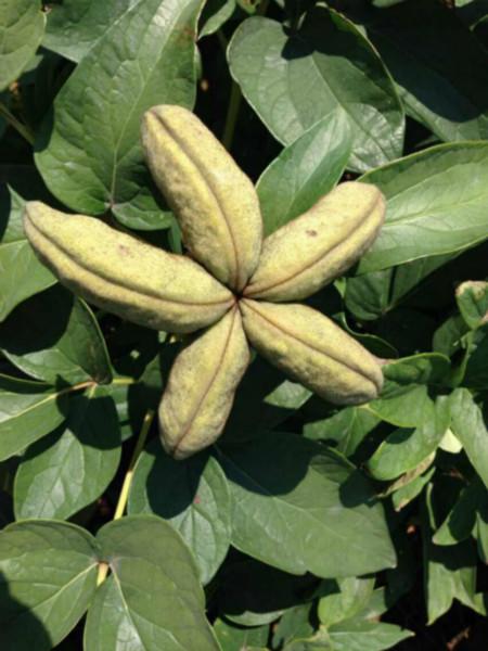 供應牡丹苗，牡丹苗價格，牡丹苗批發(fā)