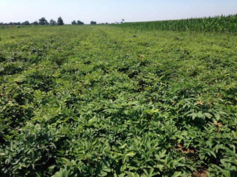 供應(yīng)菏澤市鳳丹油用牡丹，鳳丹油用牡丹，油用牡丹苗