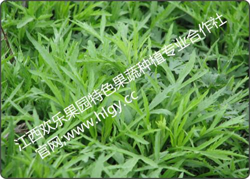 供應(yīng)藜篙批發(fā)-藜篙鄱陽湖的周邊有一種草 藜篙 藜篙廠家