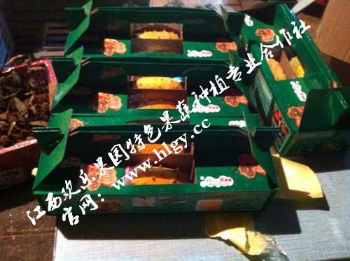 供應(yīng)禮盒包裝火參果批發(fā)商 禮盒包裝火參果