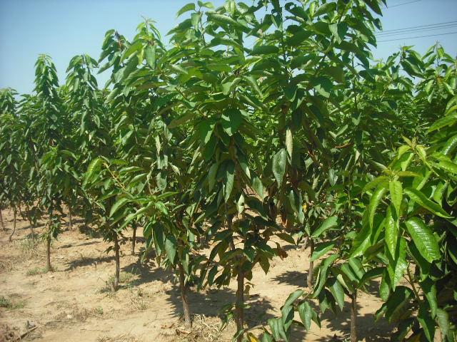 供應(yīng)山東櫻桃苗丨山東吉塞拉櫻桃苗價(jià)格丨山東矮化櫻桃苗