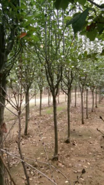 府海棠圖片/府海棠樣板圖 (2)