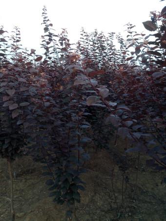 供應(yīng)天津紅葉葉李小苗丨天津四公分紅葉李丨天津紅葉李小苗廠家
