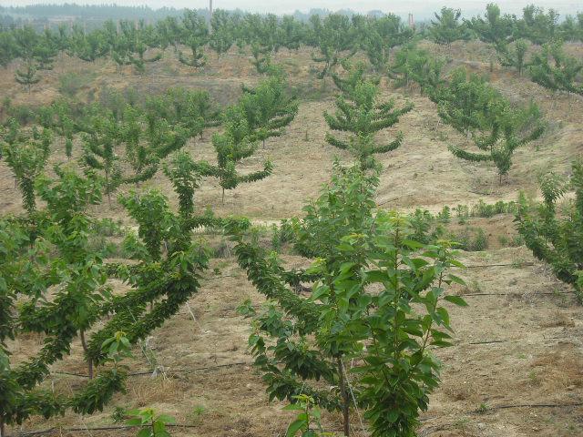 供應(yīng)山東櫻桃苗丨山東吉塞拉櫻桃苗價(jià)格丨山東矮化櫻桃苗