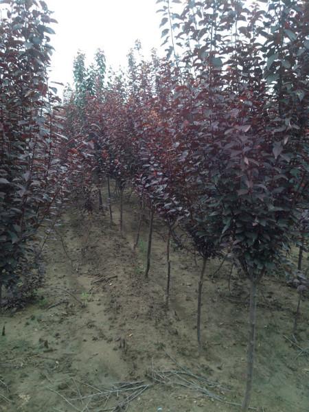 供應(yīng)山東紫葉李小苗丨山東紫葉李價(jià)格丨山東紫葉李廠家