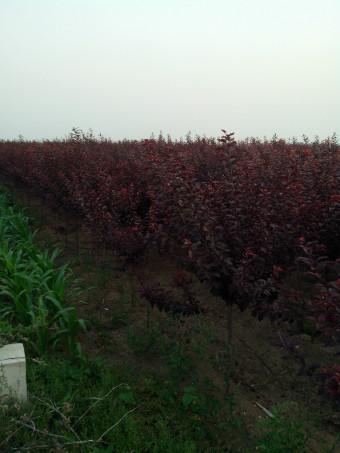 供應(yīng)山東四公分紅葉李丨山東紅葉李小苗丨山東紅葉李廠家