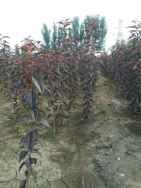 供應(yīng)紅葉櫻花小苗丨紅葉櫻花接穗丨紅葉櫻花價(jià)格