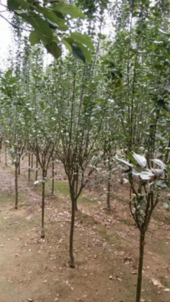 北京西圖片/北京西樣板圖 (2)