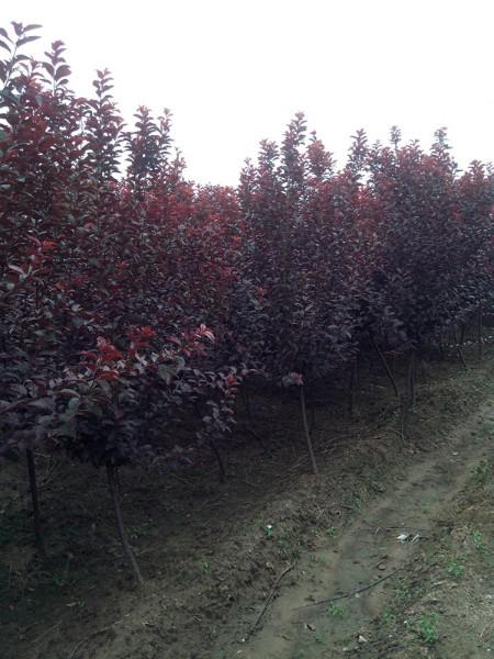 供應(yīng)山東紫葉李小苗丨山東紫葉李價(jià)格丨山東紫葉李廠家