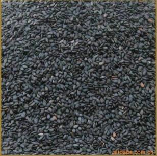 供應(yīng)欣綠得黑芝麻種子高產(chǎn)黑芝麻