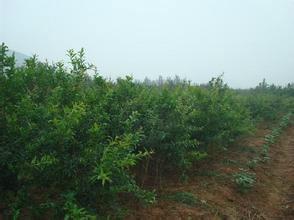 供應(yīng)山東石榴苗