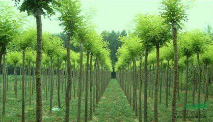 供應(yīng)國(guó)槐，國(guó)槐價(jià)格