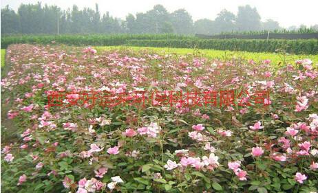 供應(yīng)陜西月季花/豐花月季/玫瑰花