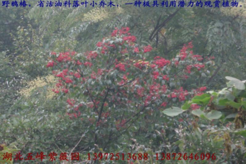 供應(yīng)野鴉椿苗，野鴉椿苗價(jià)格，野鴉椿苗供應(yīng)商