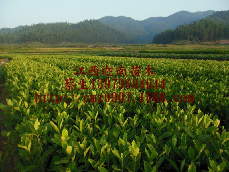 全国 供应油茶苗 油茶苗批发  油茶苗苗圃图片