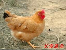 四季批發(fā)三黃雞苗.