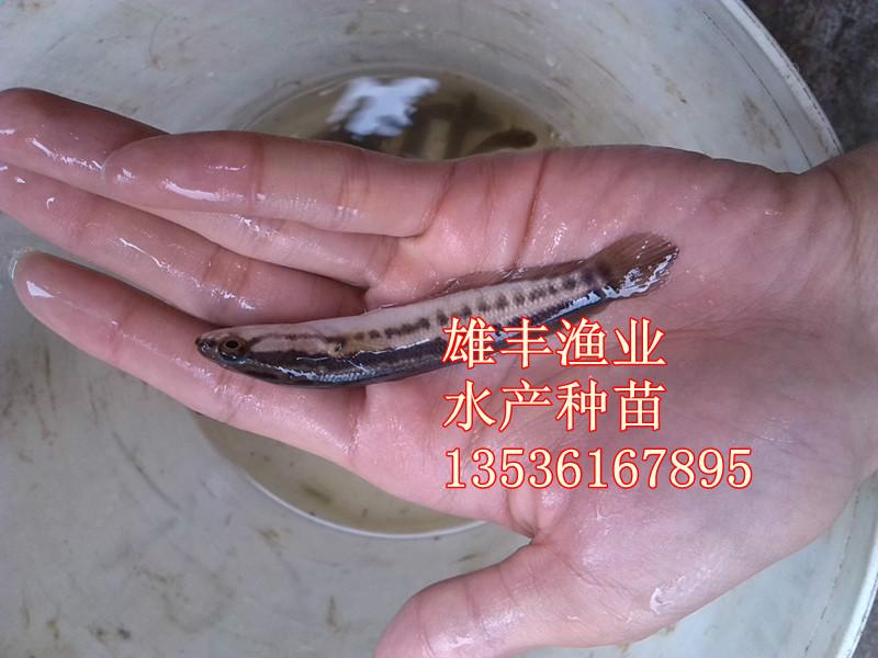 供应来宾县优质黑鱼苗（乌鱼苗）-七星鱼苗-南方大口鲶鱼苗价格图片