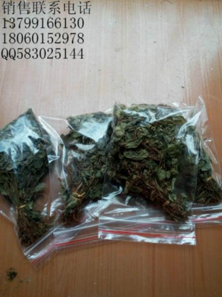 供應(yīng)風(fēng)鼓草