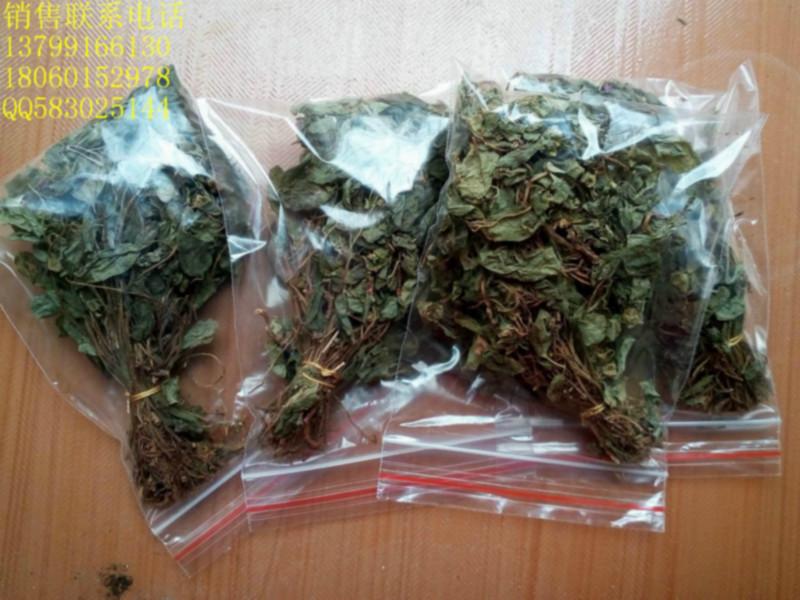 供應(yīng)風(fēng)鼓草