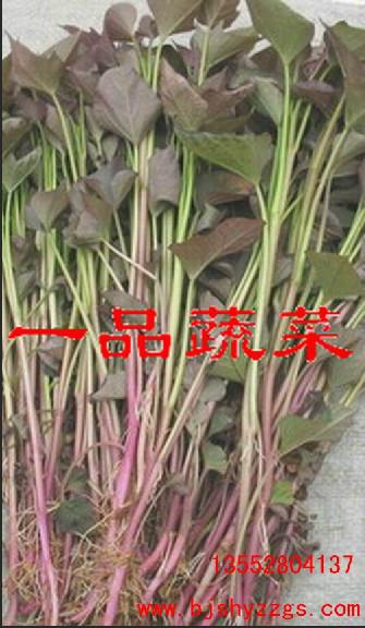 供應(yīng)*紅薯明年新春高產(chǎn)紅薯種子