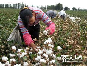 供應棉花種子山東棉花種子