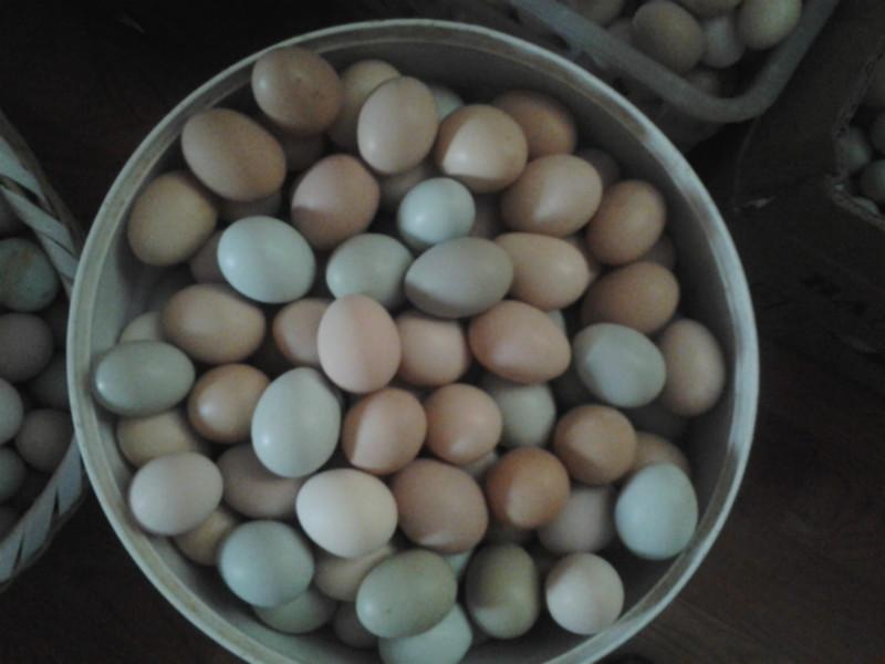 供應(yīng)枝江土雞，土雞苗，土雞蛋