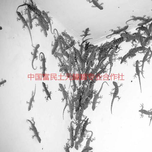 供應壁虎種苗批發(fā)價格