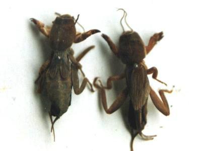 供應(yīng)江西螻蛄種苗批發(fā)價格