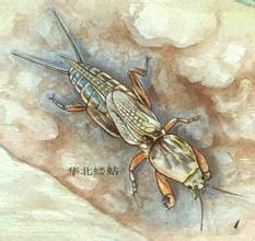 供應(yīng)江西螻蛄種苗批發(fā)價格