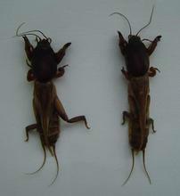 供應(yīng)大量銷售各省區(qū)的螻蛄