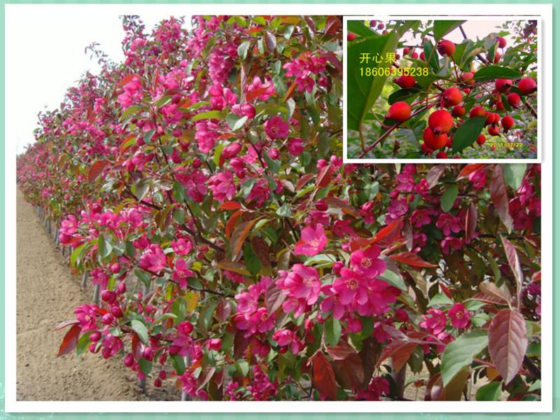 供應(yīng)木瓜海棠花卉怎么修剪 木瓜海棠花*中華苗木