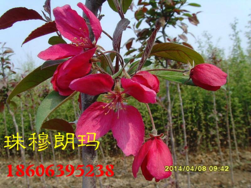 供應春雪海棠，春雪海棠苗木的批發(fā)價格