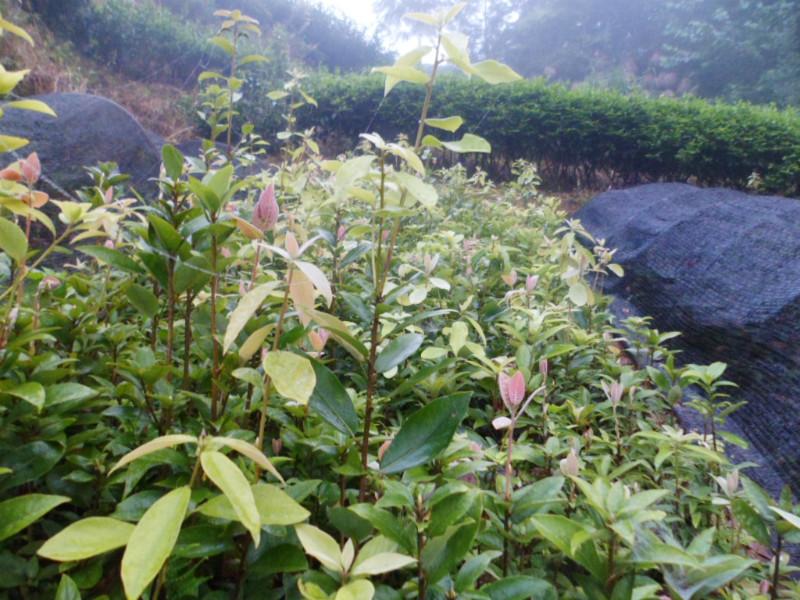 供應(yīng)四川蟲茶苗、四川白茶苗、老林茶苗