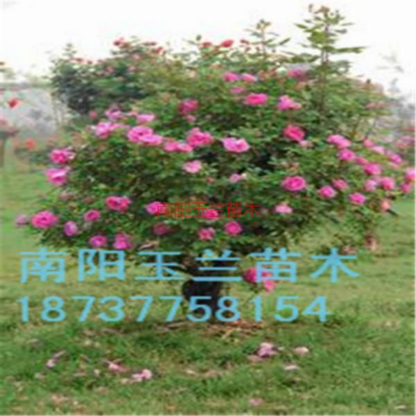 月季樹圖片/月季樹樣板圖 (4)