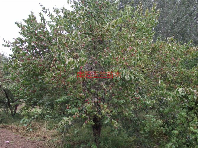 供應(yīng)山茱萸苗木，山茱萸苗木供應(yīng)，山茱萸苗木價(jià)格