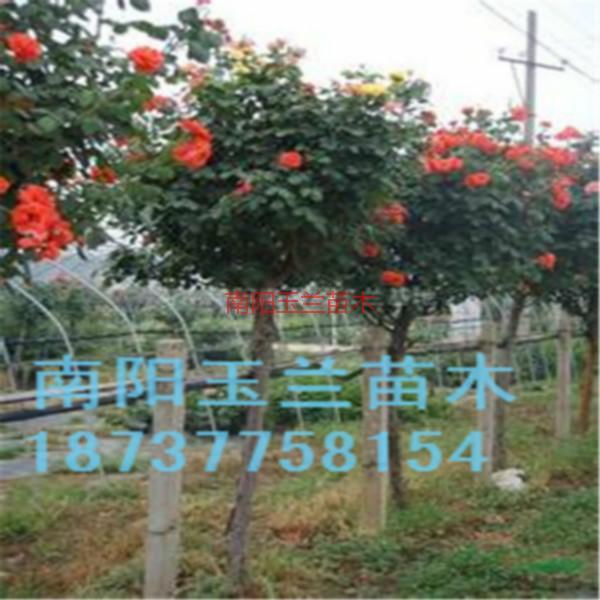 月季樹價(jià)格圖片
