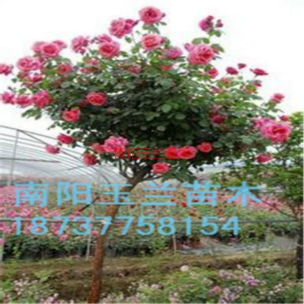 月季樹圖片/月季樹樣板圖 (2)