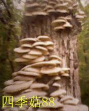 供應(yīng)食用菌平菇菌種四季88 一級(jí)菌種 試管母種 顆粒母種 平菇菌種