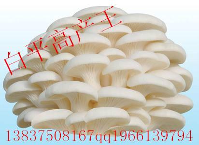 供應食用菌菌種豐產(chǎn)王2號顆粒菌種 試管母種 一級菌種 原種 母種