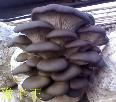 供應(yīng)食用菌平菇菌種四季88 一級(jí)菌種 試管母種 顆粒母種 平菇菌種