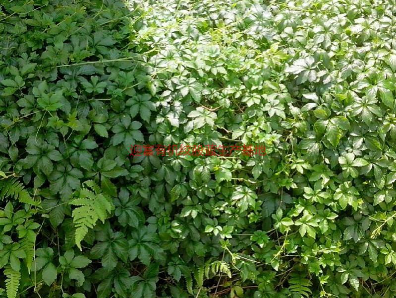 湘西七葉絞股藍廠家供應圖片/湘西七葉絞股藍廠家供應樣板圖 (2)