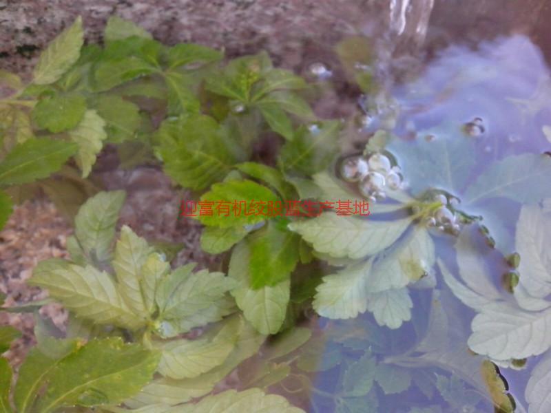 湘西絞股藍(lán)茶用途圖片