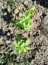 批發(fā)小游甜味絞股藍(lán)，批發(fā)小游甜味絞股藍(lán)廠家，批發(fā)小游甜味絞股藍(lán)供應(yīng)商