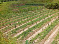 供應(yīng)絞股藍茶批發(fā),苦甘露茶價格,批發(fā)蜂蜜,金線蓮商家,鐵觀音價格