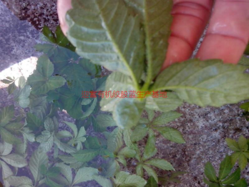 供應批發(fā)小游七葉絞股藍生產(chǎn)廠家直銷*價格