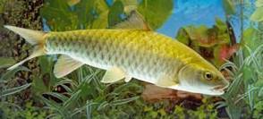 供應(yīng)珠海青竹鯉魚養(yǎng)殖批發(fā)價