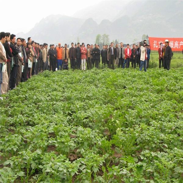 201秋季夏波蒂土豆种子图片